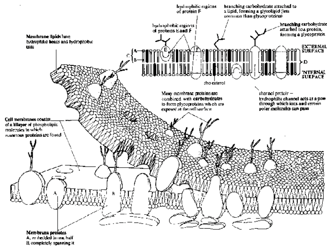 Cell Membrane
